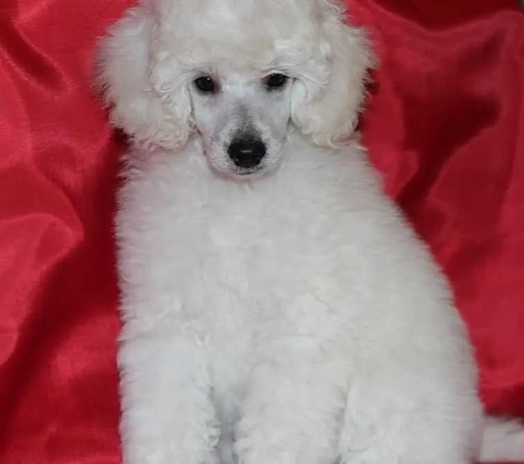 animated-card-image_3_blok