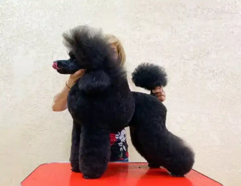 animated-card-image_1_blok